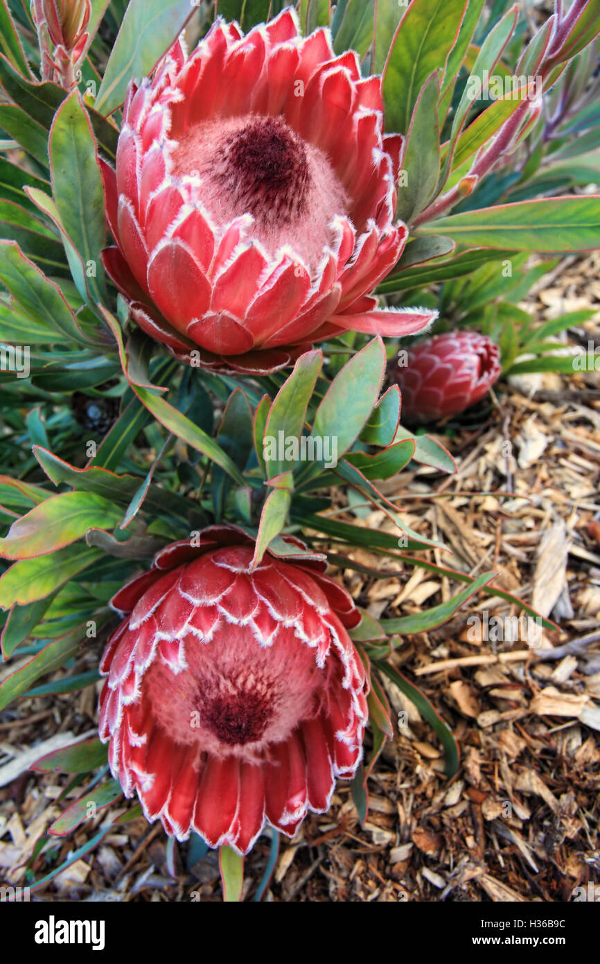 Two blooming protea flowers Stock Photo