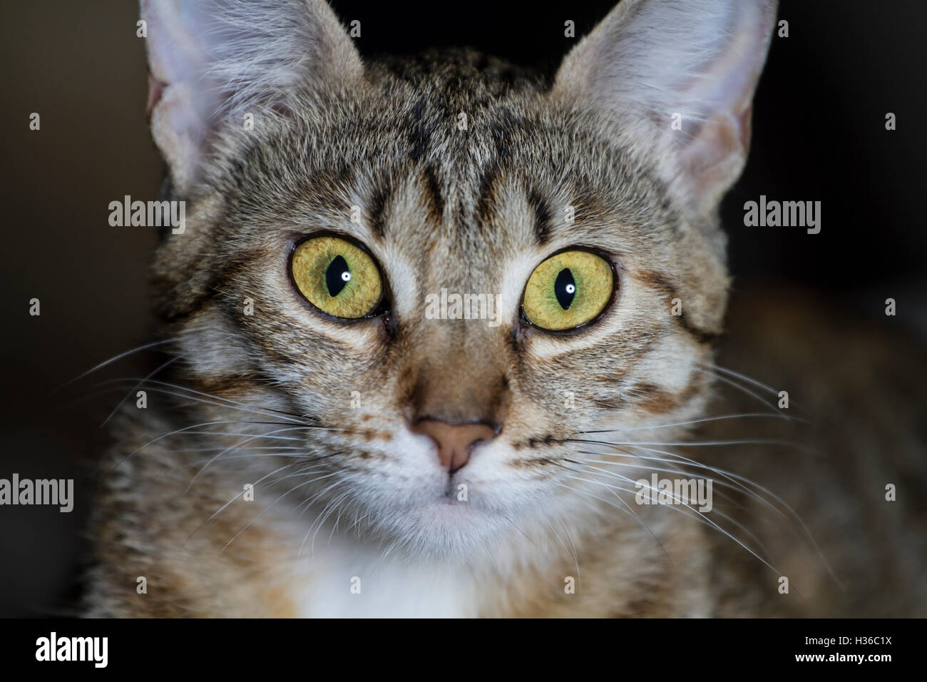 Adorable common cat hair tabby Stock Photo