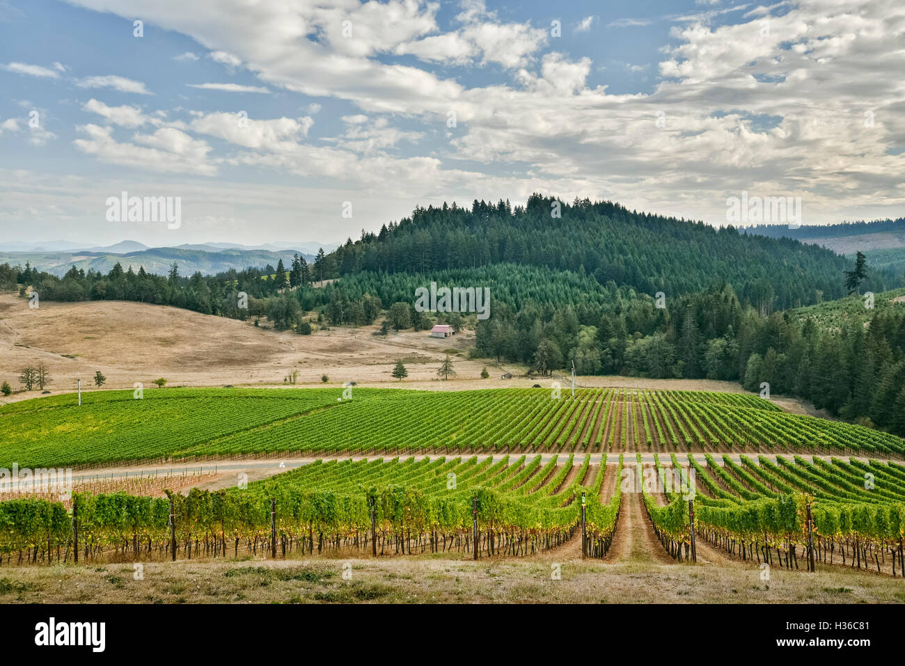 Iris Vineyards, Lorane Valley, Oregon. Stock Photo
