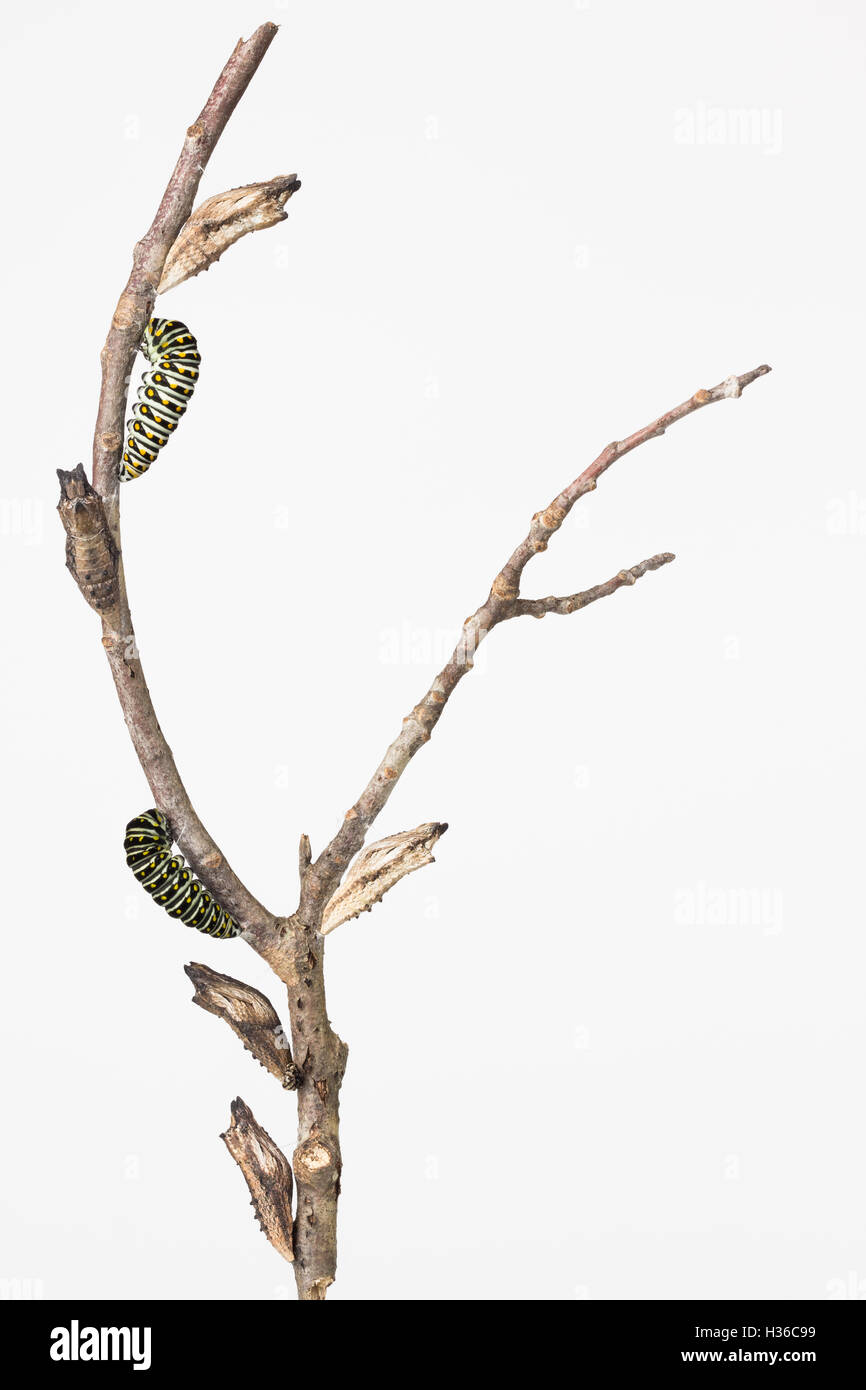 Multiple Black Swallowtail butterfly larvae and pupae on branch with copy space. Stock Photo