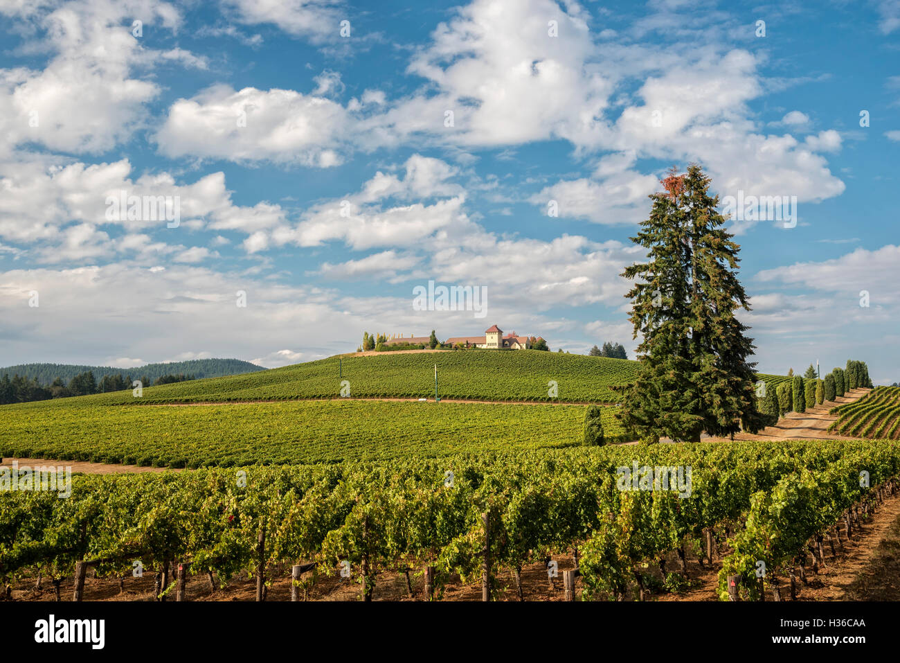 King Estate winery vineyards, Lorane Valley, Oregon. Stock Photo