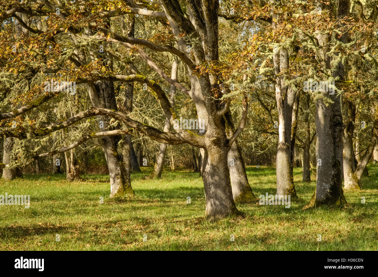 Oregon white oak hires stock photography and images Alamy