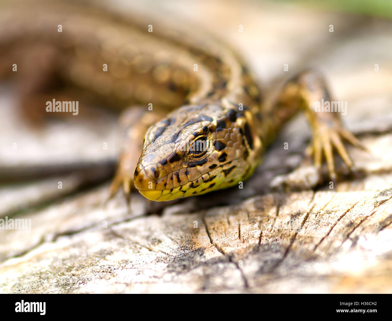 Sand Lizard (Lacerta agilis Stock Photo - Alamy