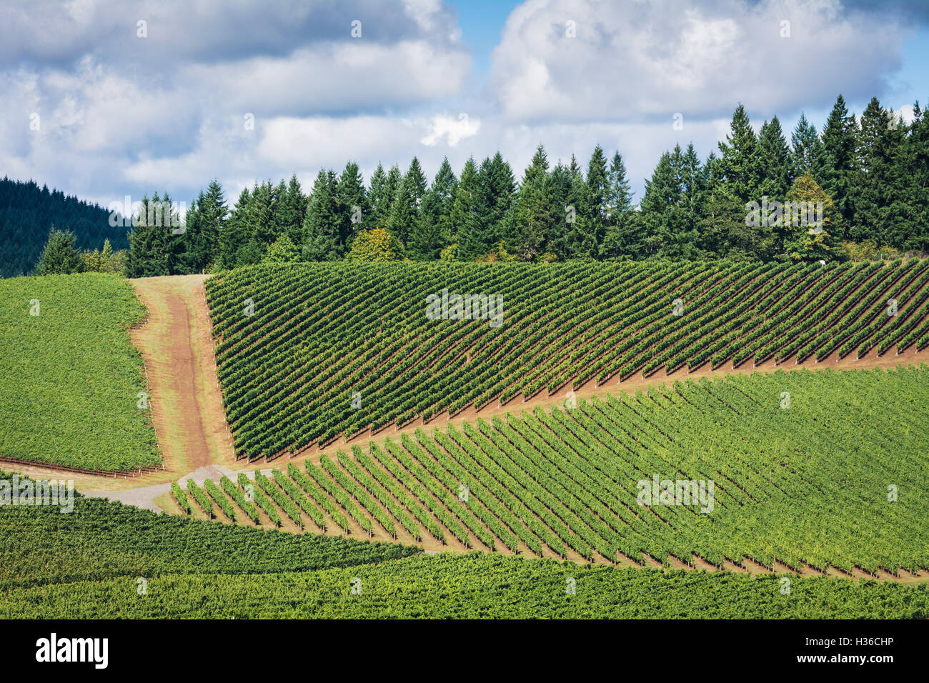 King Estate vineyards, Lorane Valley, Oregon. Stock Photo