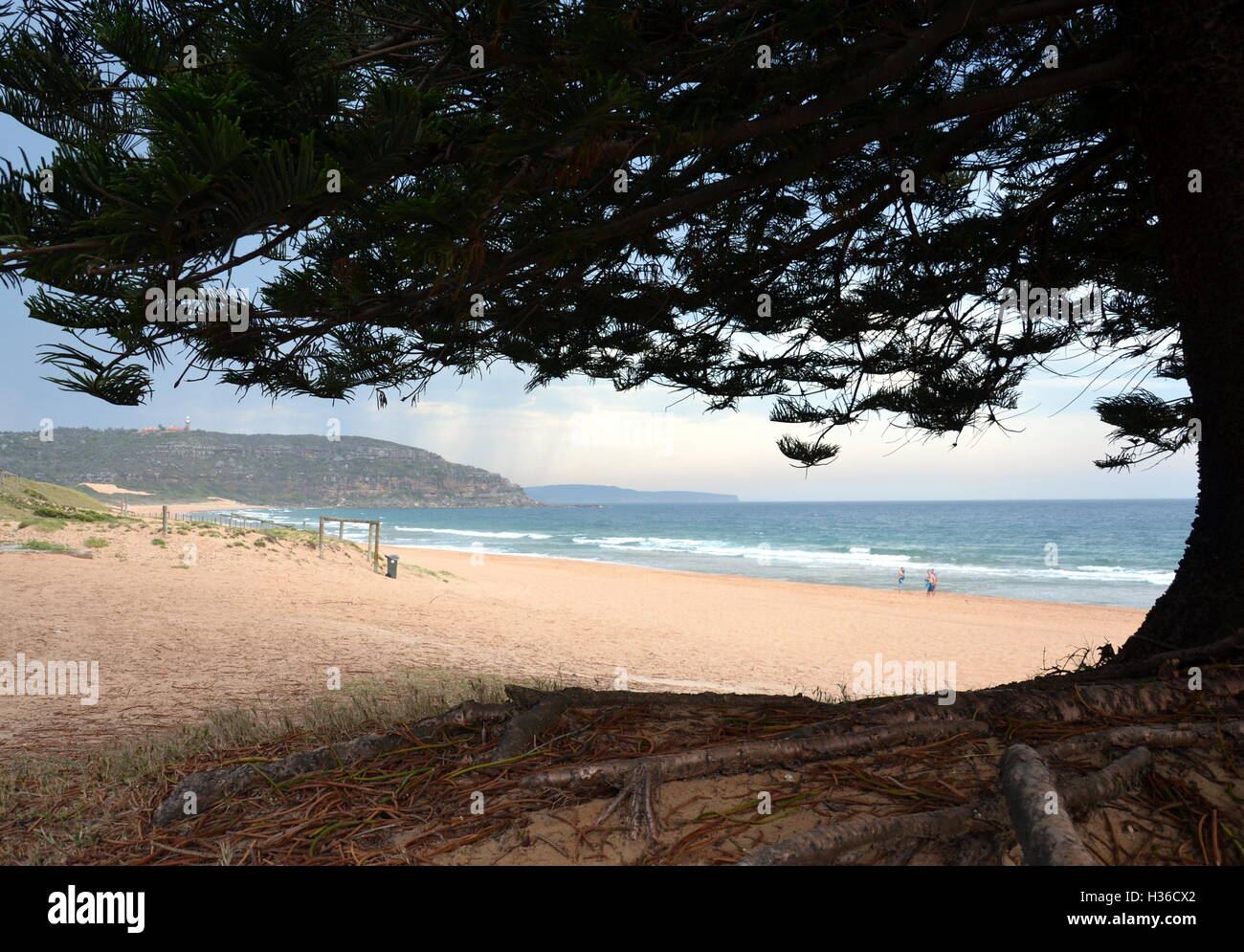 Palm Beach one of Sydney's iconic northern beaches Stock Photo Alamy