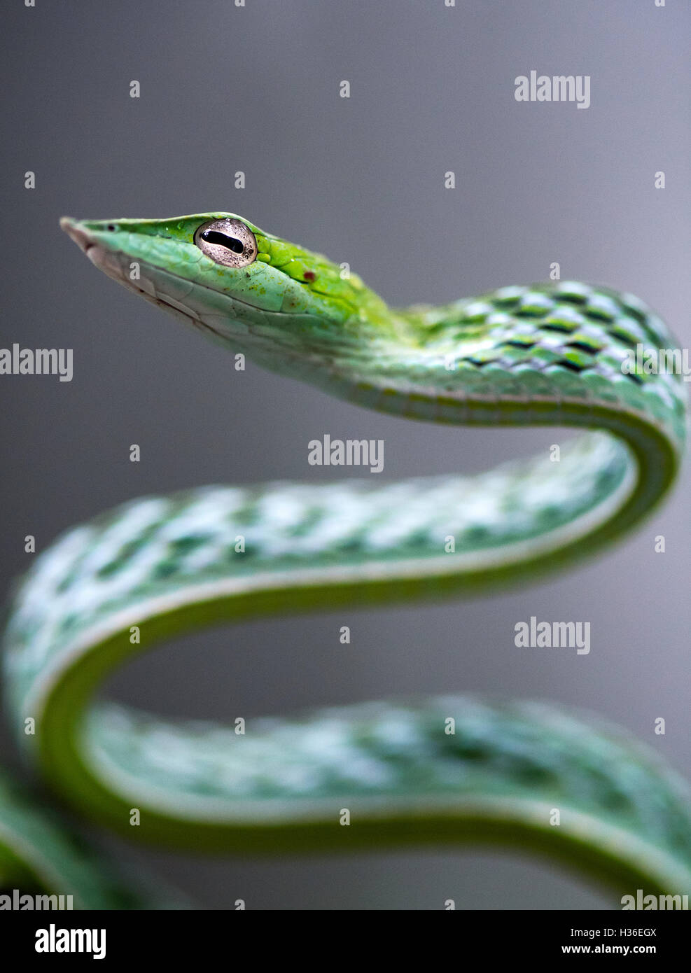 The image of  Green Whip Snake( Hierophis viridiflavus)  at matheran, Maharashtra, India Stock Photo