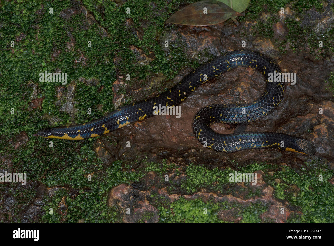 The image of Bombay Shieldtail Snake (Uropeltis macrolepis) in matheran, Maharashtra, India Stock Photo