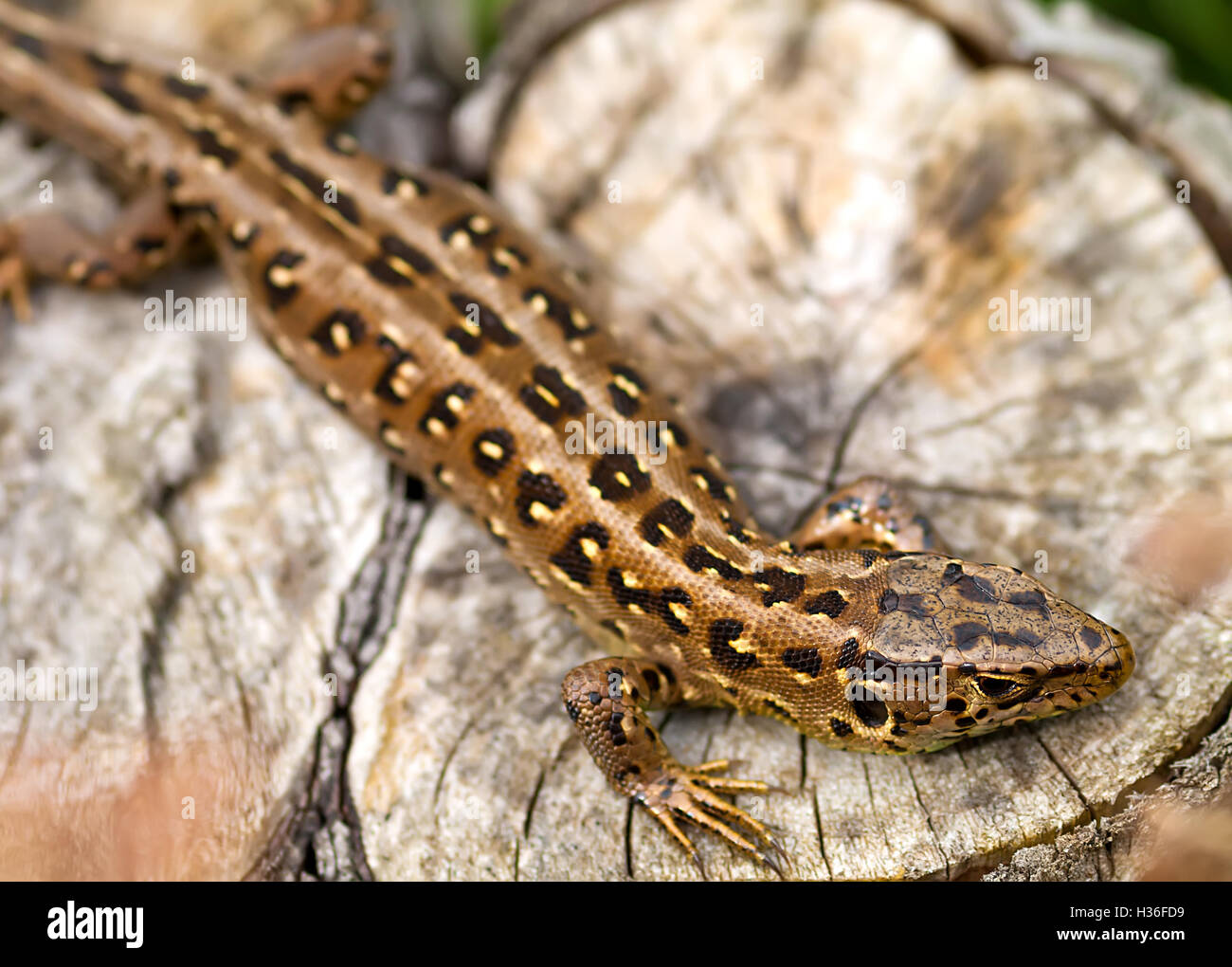 Sand Lizard (Lacerta agilis Stock Photo - Alamy