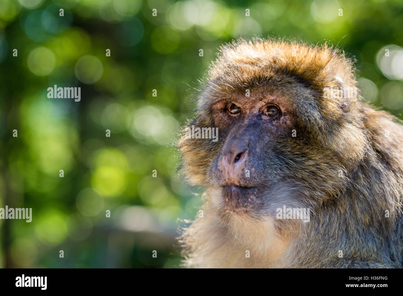Barbary macaque (Barberaffe) Stock Photo