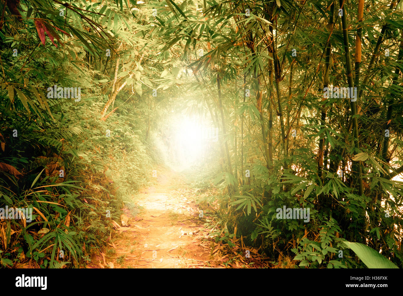 Surreal colors of fantasy landscape at tropical jungle forest with sun rays shining through tunnel in dense vegetation Stock Photo