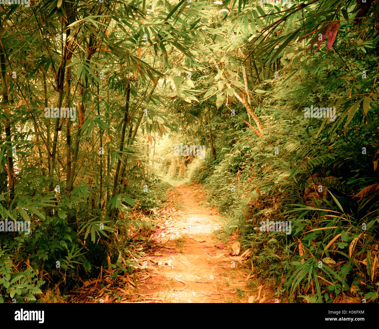 Surreal colors of fantasy landscape at tropical jungle forest with tunnel and path way through dense vegetation Stock Photo