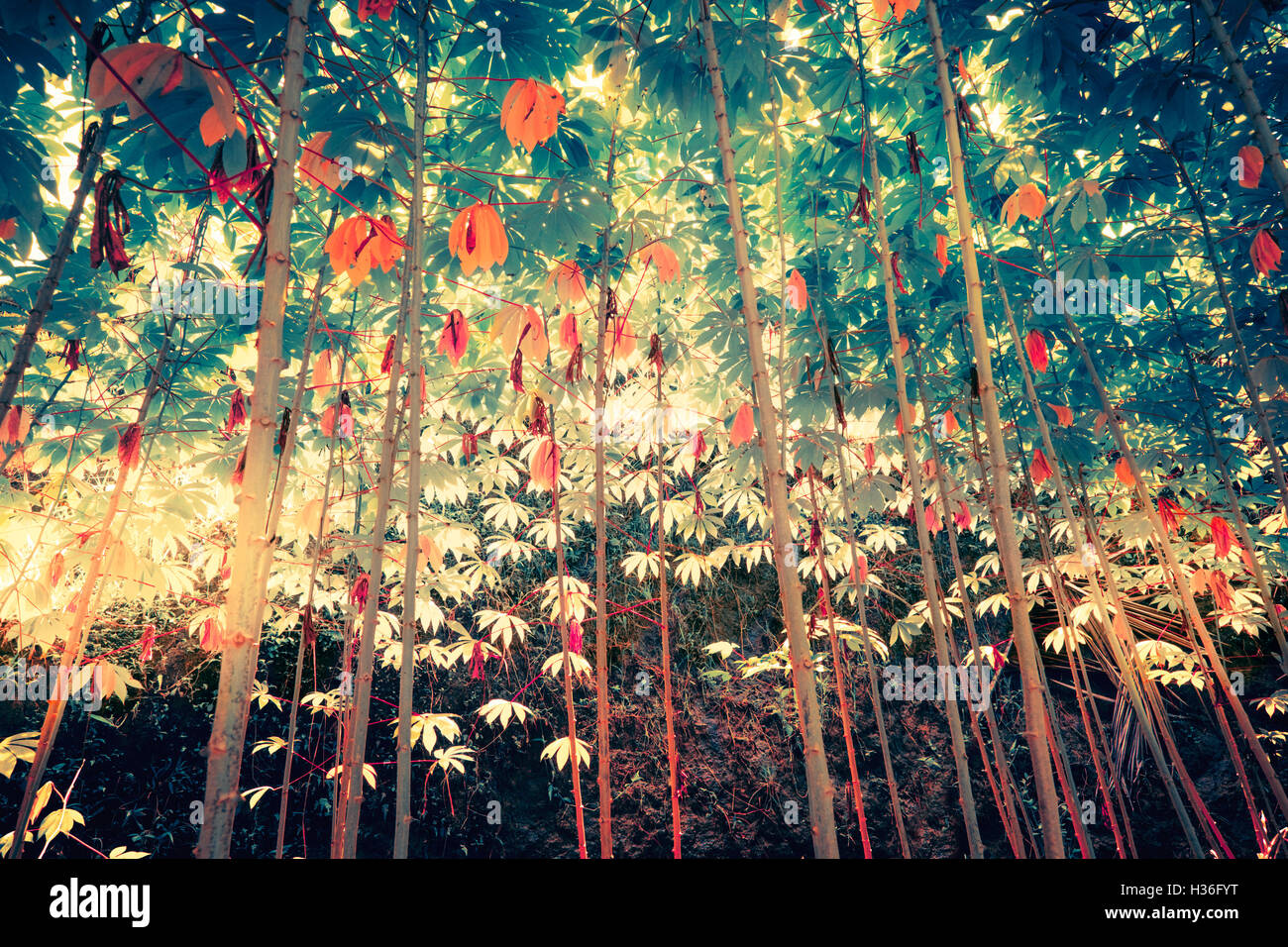 Surreal colors of fantasy tropical jungle plants with sun shining through dense vegetation Stock Photo