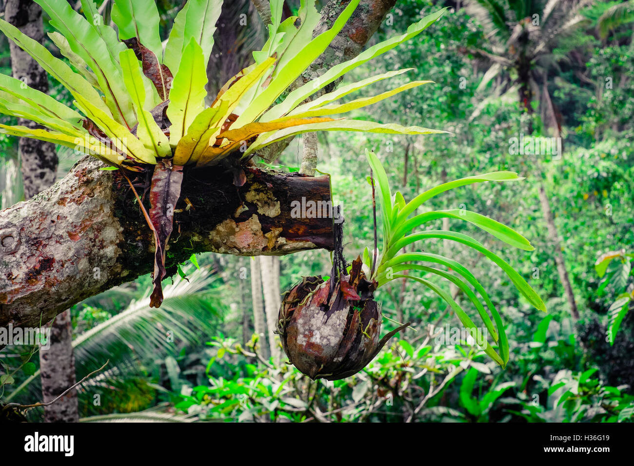 Tropical orchid growing in dried coconut pot in rainforest. Traditional