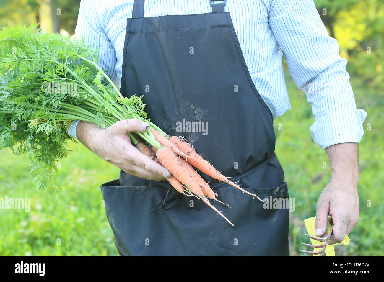 gardener man holding carrot harvest in a hand Stock Photo - Alamy