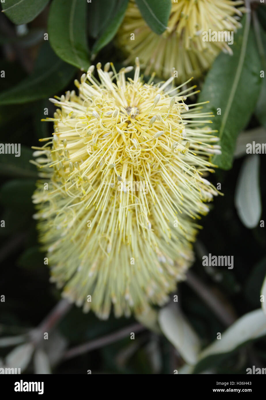 Banksia flower Stock Photo Alamy