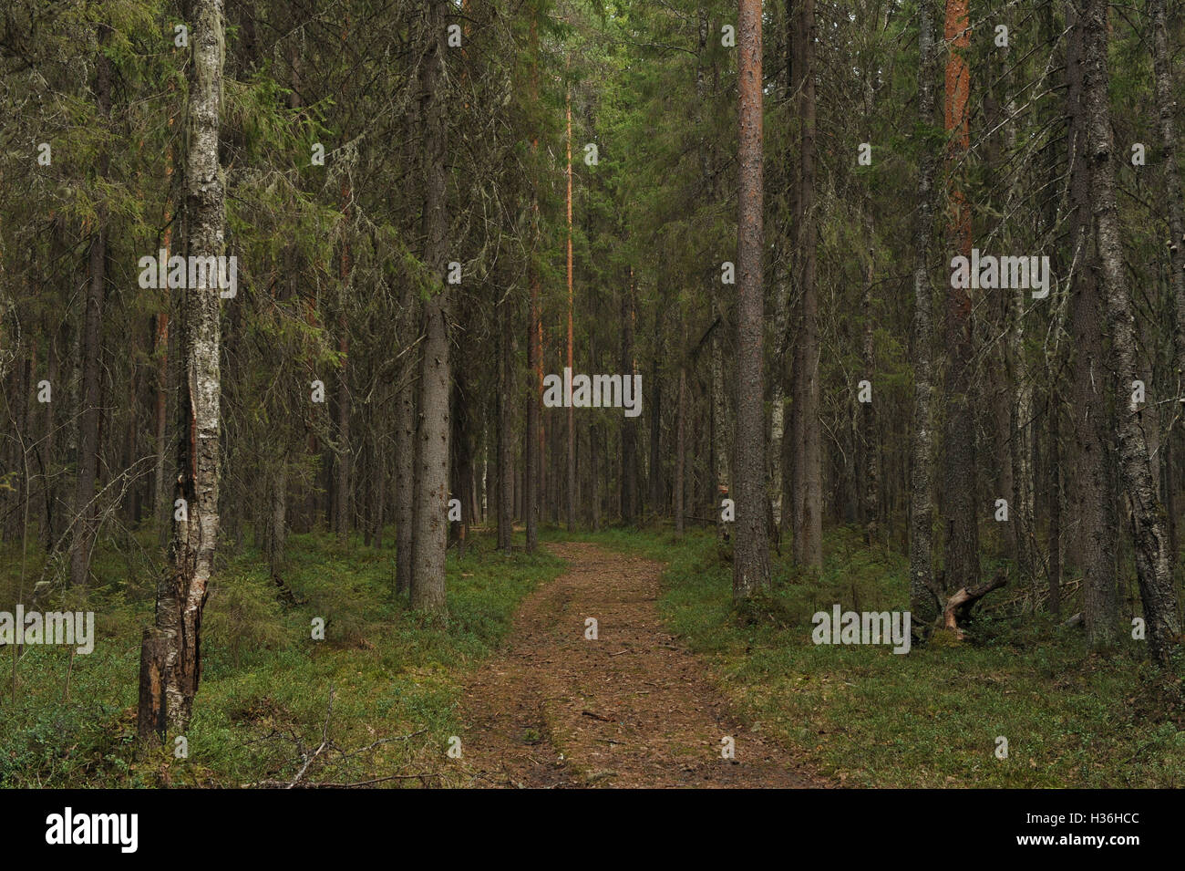 Taiga forest Stock Photo