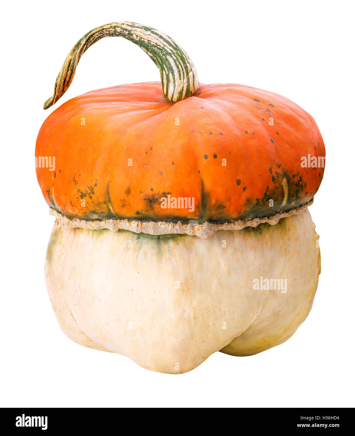Pumpkin isolated on white background with clipping path Stock Photo - Alamy