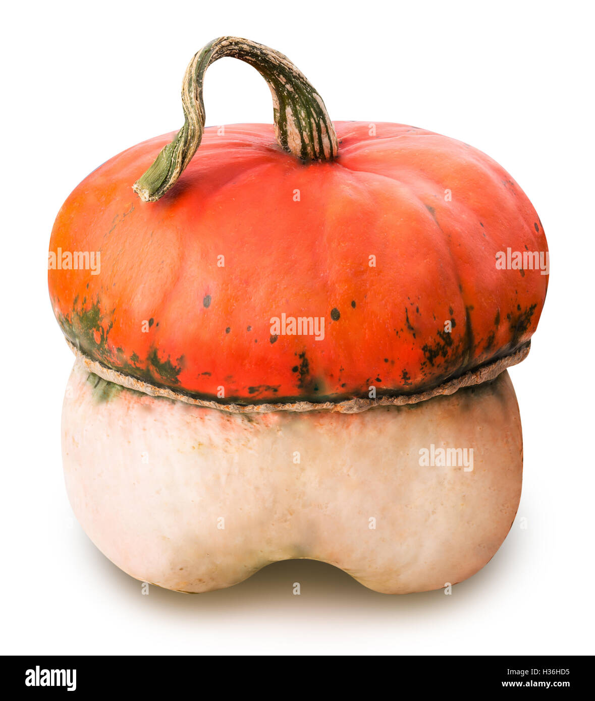 Pumpkin isolated on white background with clipping path Stock Photo - Alamy