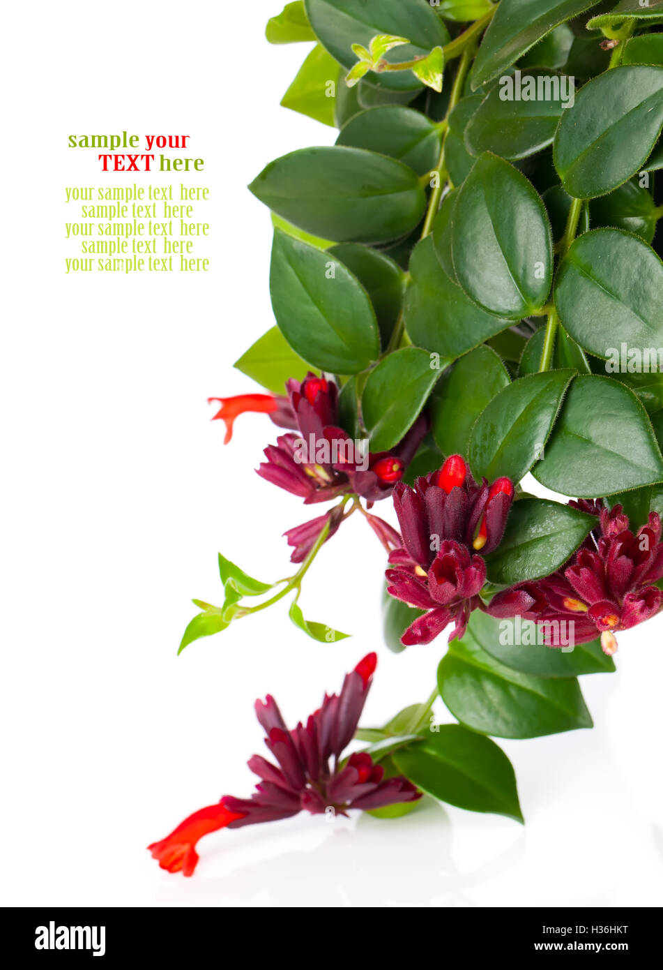 Lipstick Plant (Aeschynanthus radicans) in pot, isolated on whit Stock Photo