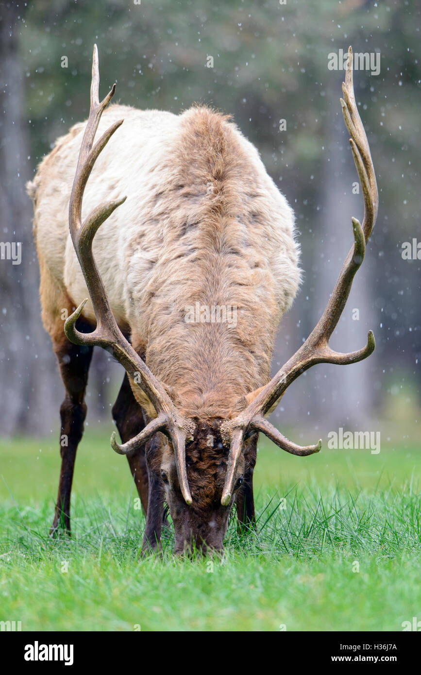 A bull elk (Cervus elaphus canadensis) during an autumn snow fall. Stock Photo