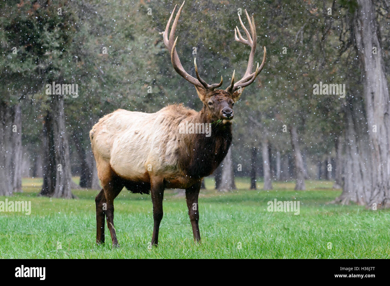 A bull elk (Cervus canadensis) during an autumn snow fall Stock Photo