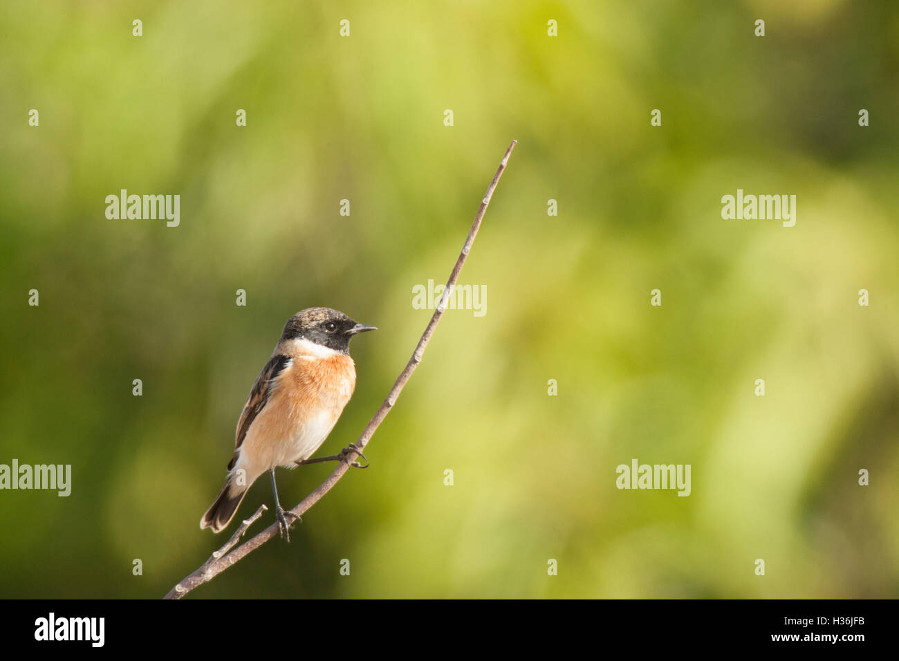 Common Stonechat Male Winter High Resolution Stock Photography and ...