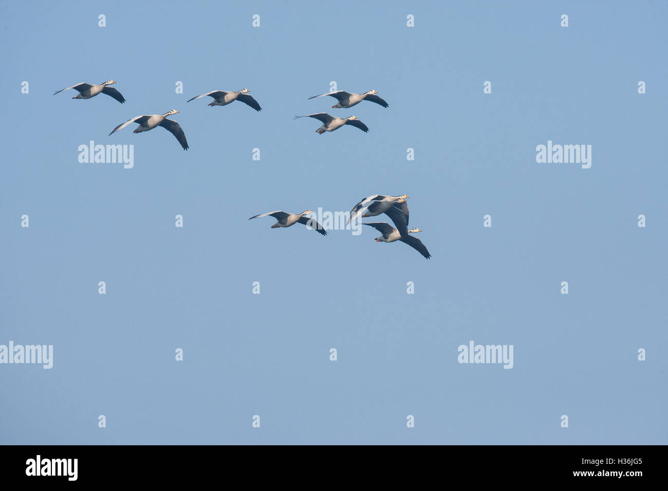 Bar headed goose highest flying bird in the world at Basai Haryana ...