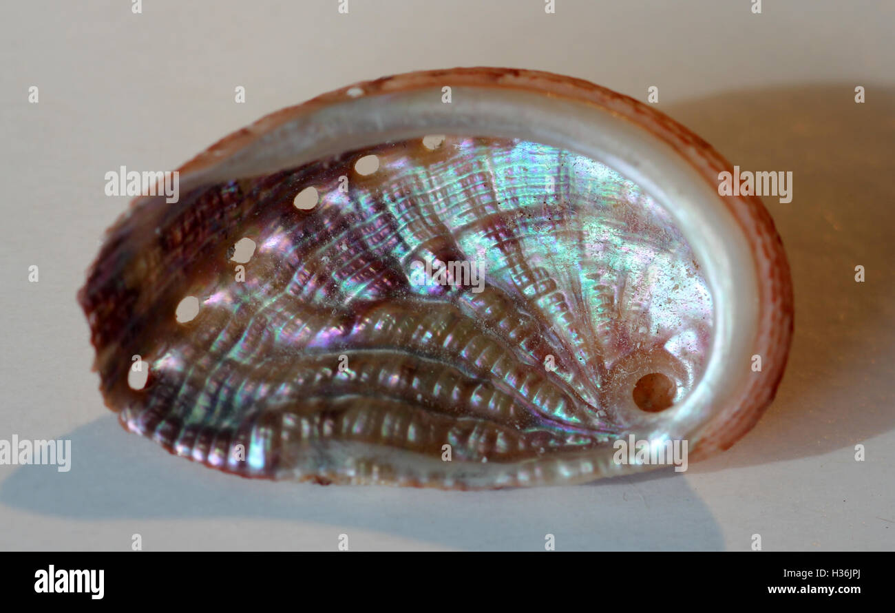 Abalone: The Story of a Treasured Mollusk on the California Coast
