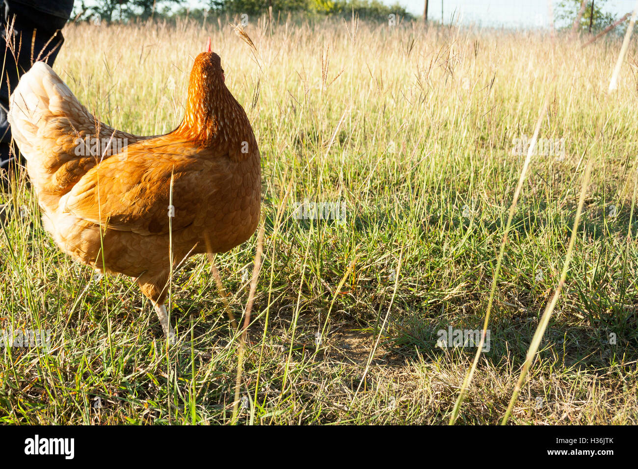 Free Range Chickens Stock Photo Alamy
