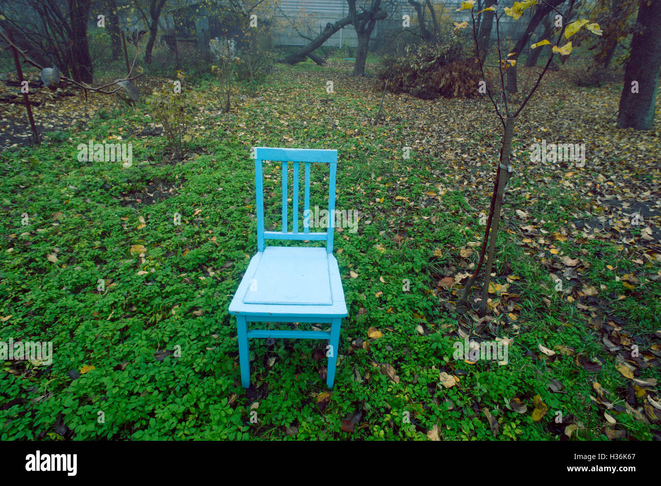 blue vintage chair in autumn garden close to seedling tree Stock Photo