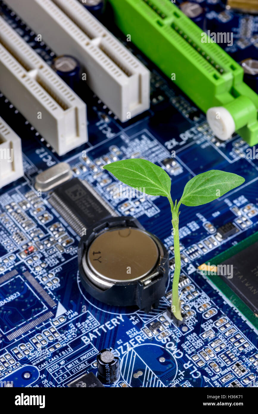 Sprout on a blue motherboard, the plant growing represents the green and the blue motherboard the water for this plant. Stock Photo