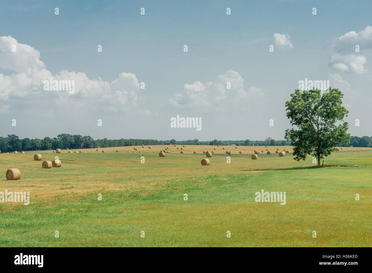 Summer hay field with rolled cut hay and a lone tree standing sentry in Shorter, Alabama USA. Stock Photo