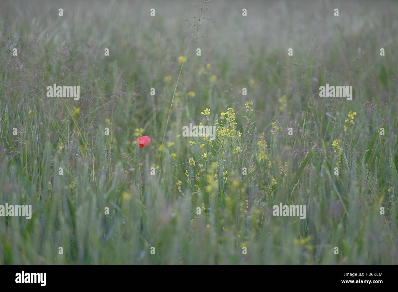 one poppy standing in a corn field Stock Photo - Alamy
