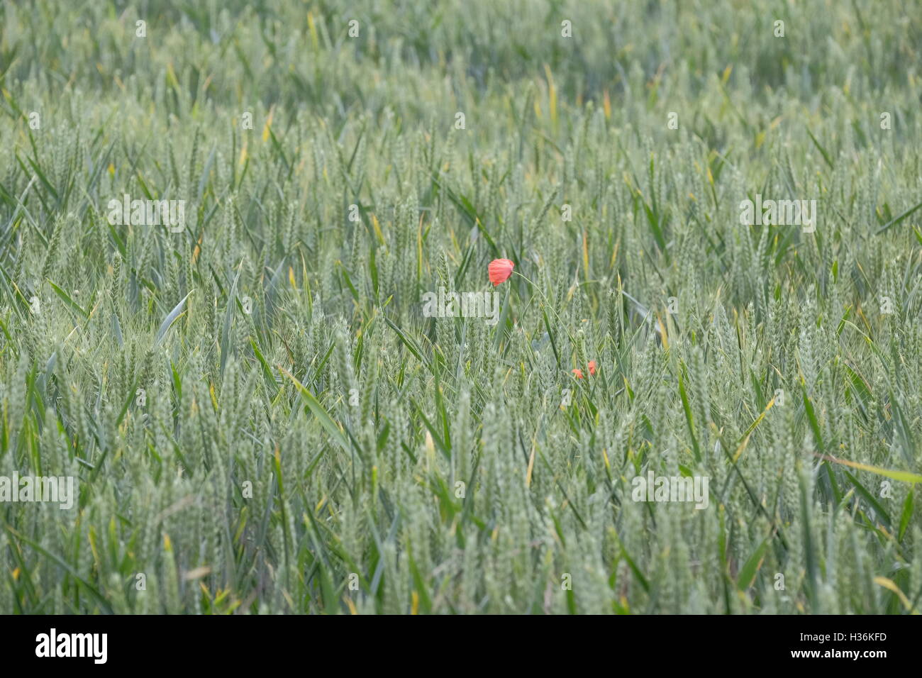 One poppy standing in a corn field Stock Photo - Alamy