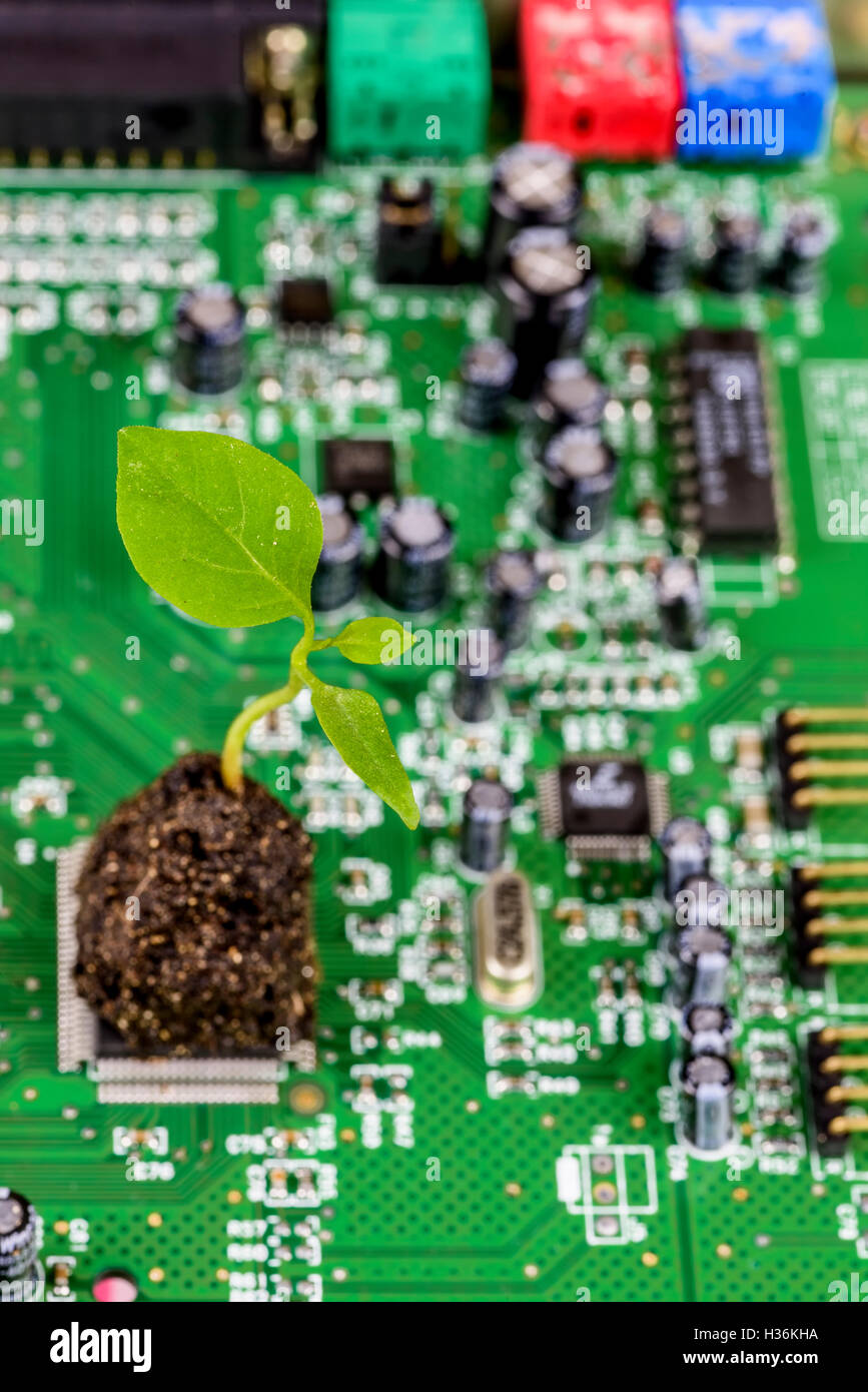 A green sprout growing from a green PC motherboard, emerging from the ...