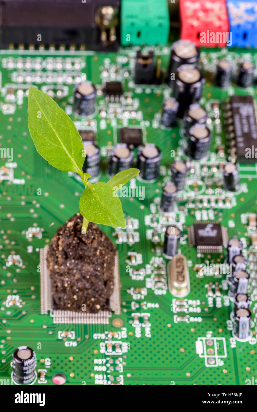 A green sprout growing from a green PC motherboard, emerging from the ...