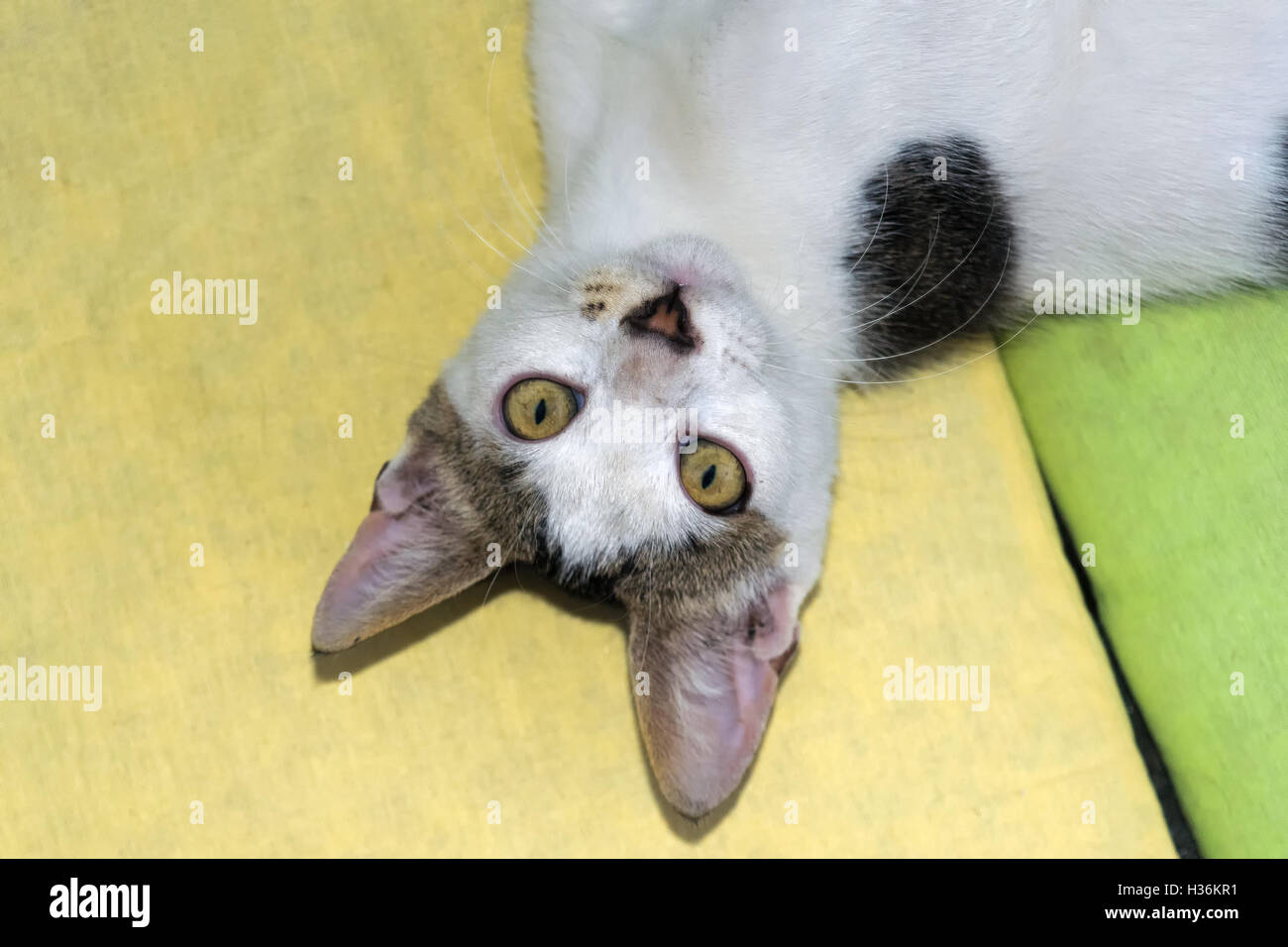 Funny pose of cat on a yellow and a green pillow looking backwards at the camera. Stock Photo