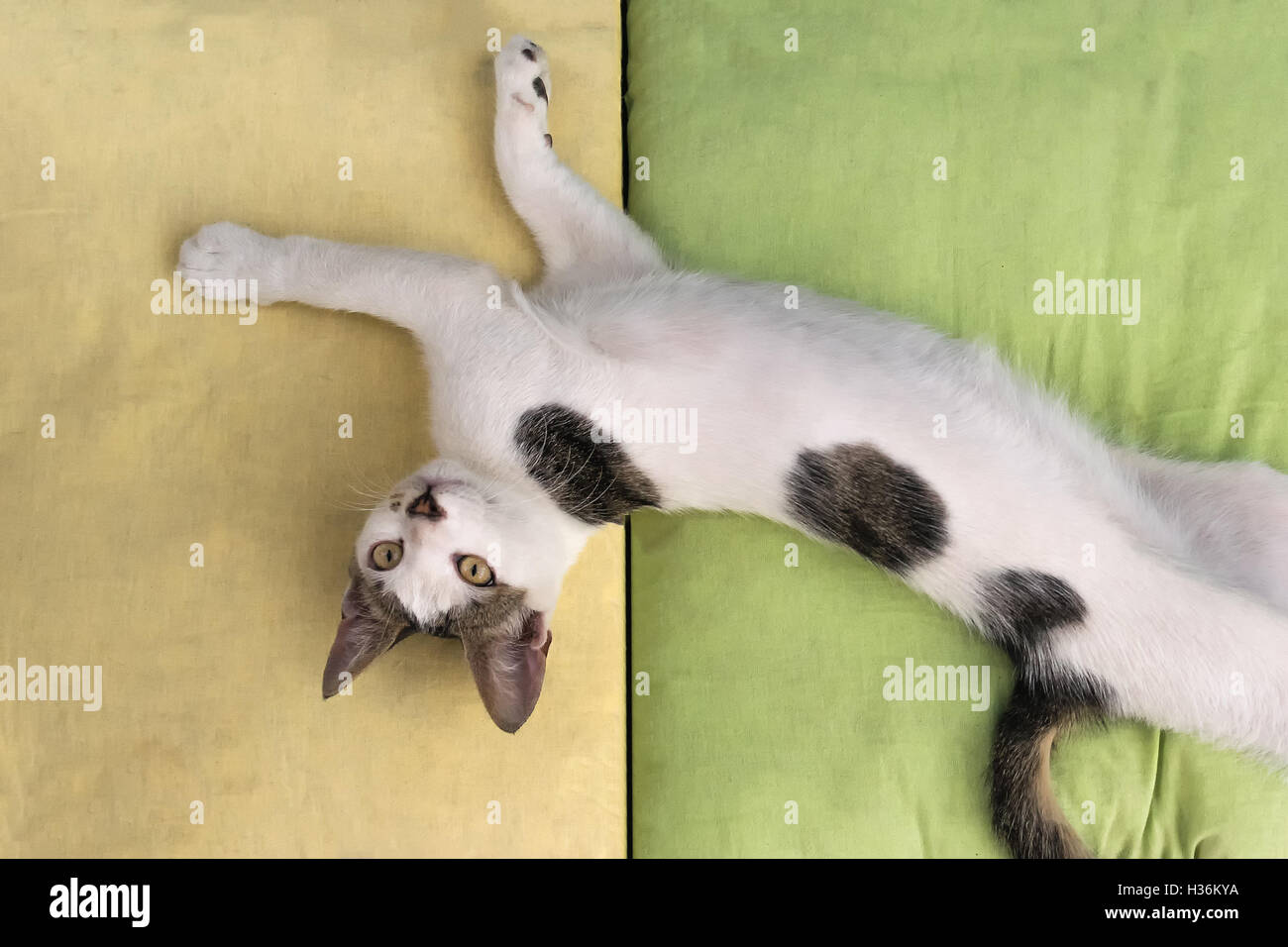 Funny pose of a cat playing on pillows. Stock Photo