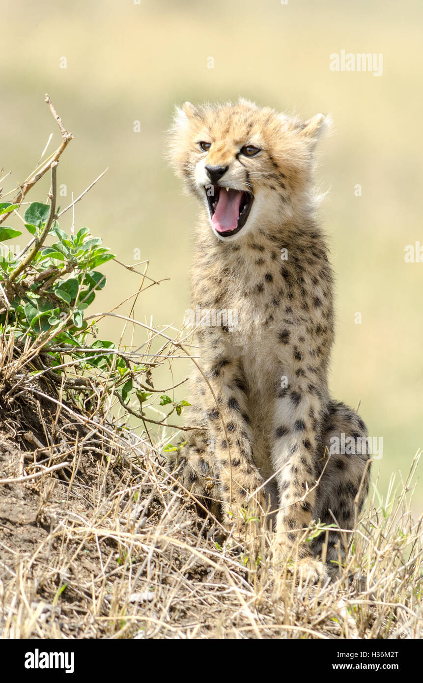 Cheetah Cub Yawning Stock Photo Alamy