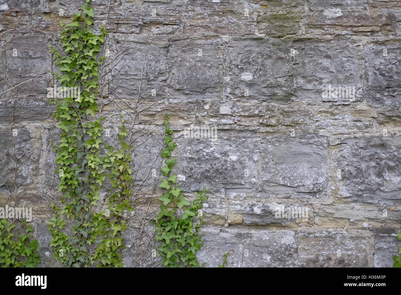 Climbing weed hi-res stock photography and images - Alamy