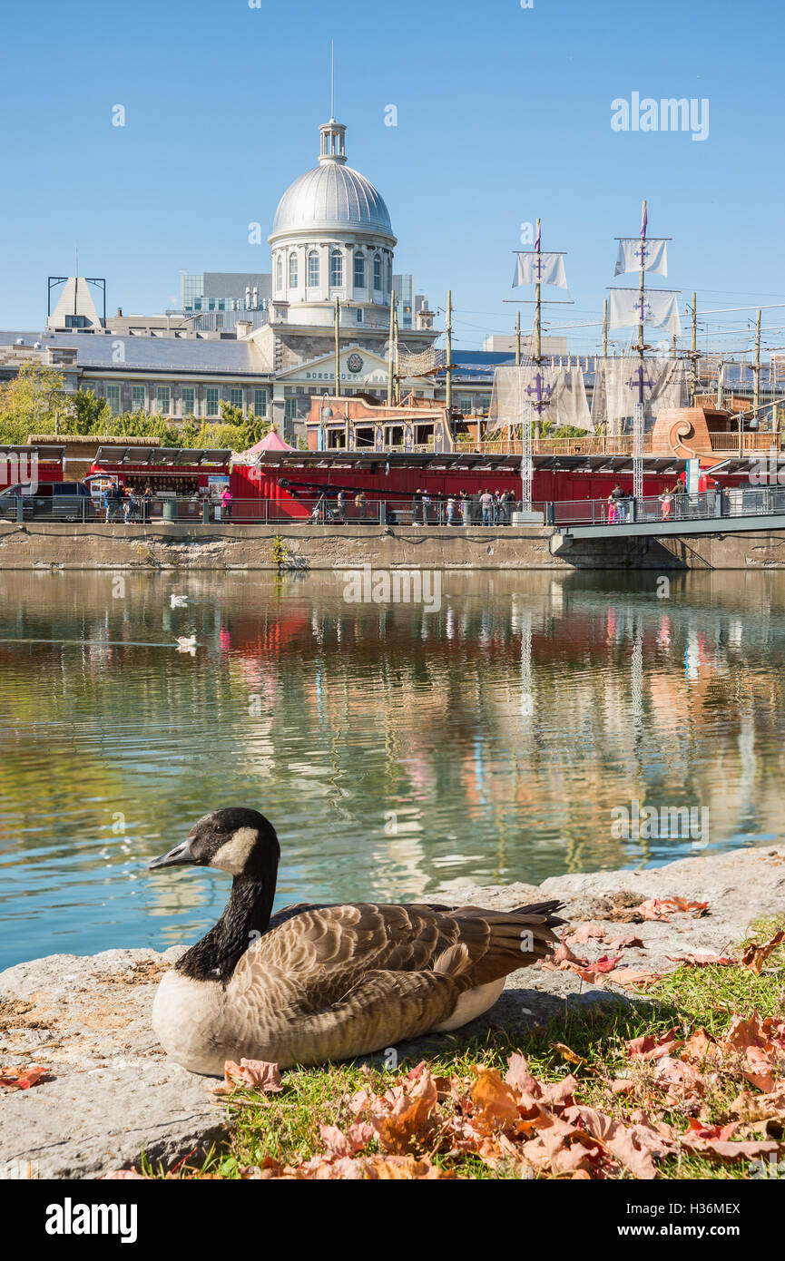 canada goose uk quito