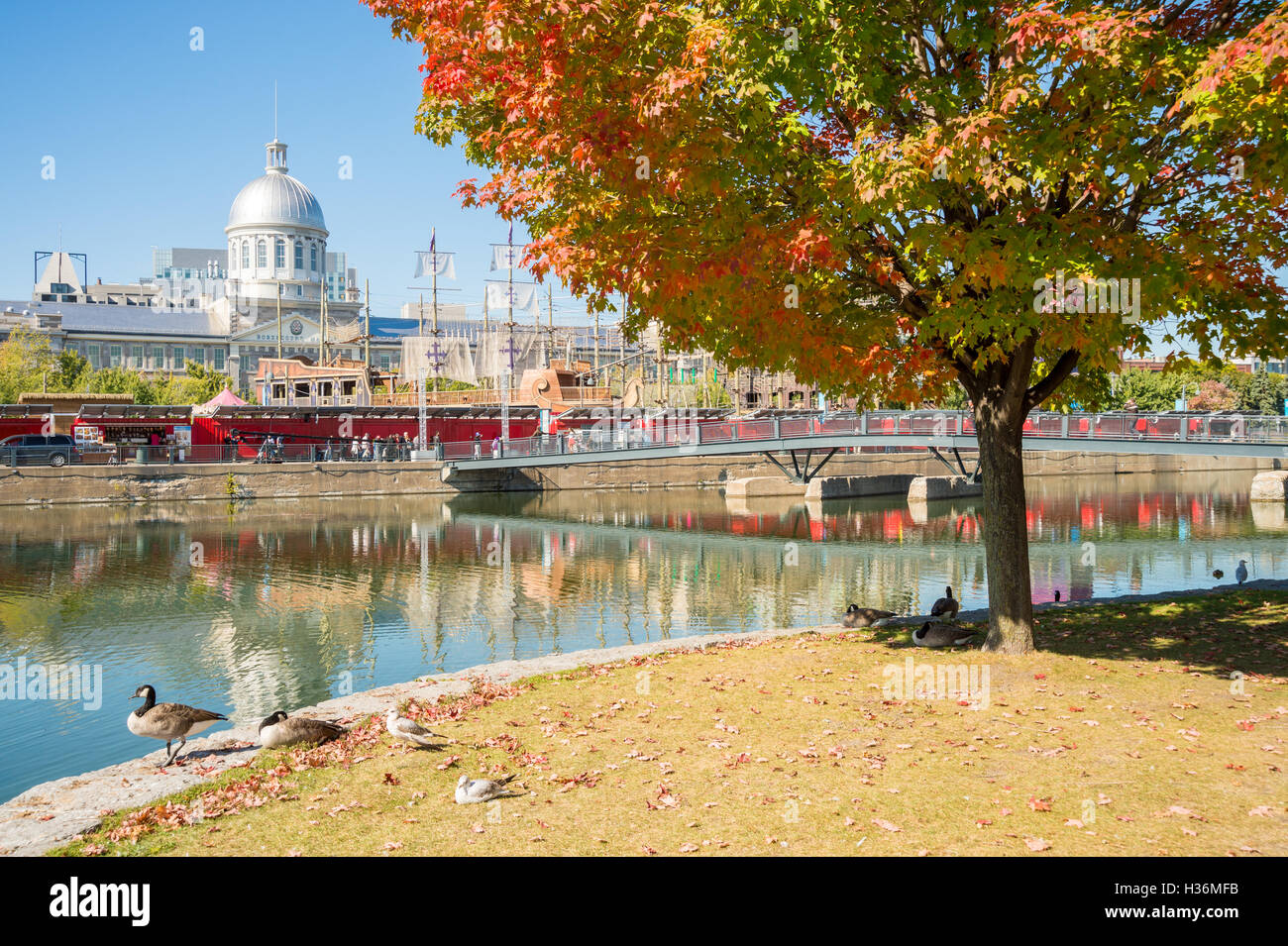 Canadian geese in front of Bonsecours Market in Montreal, Canada. Stock Photo