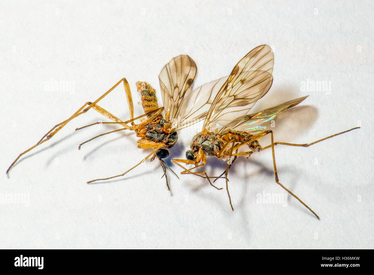 Close up of two tiny dead flies Stock Photo