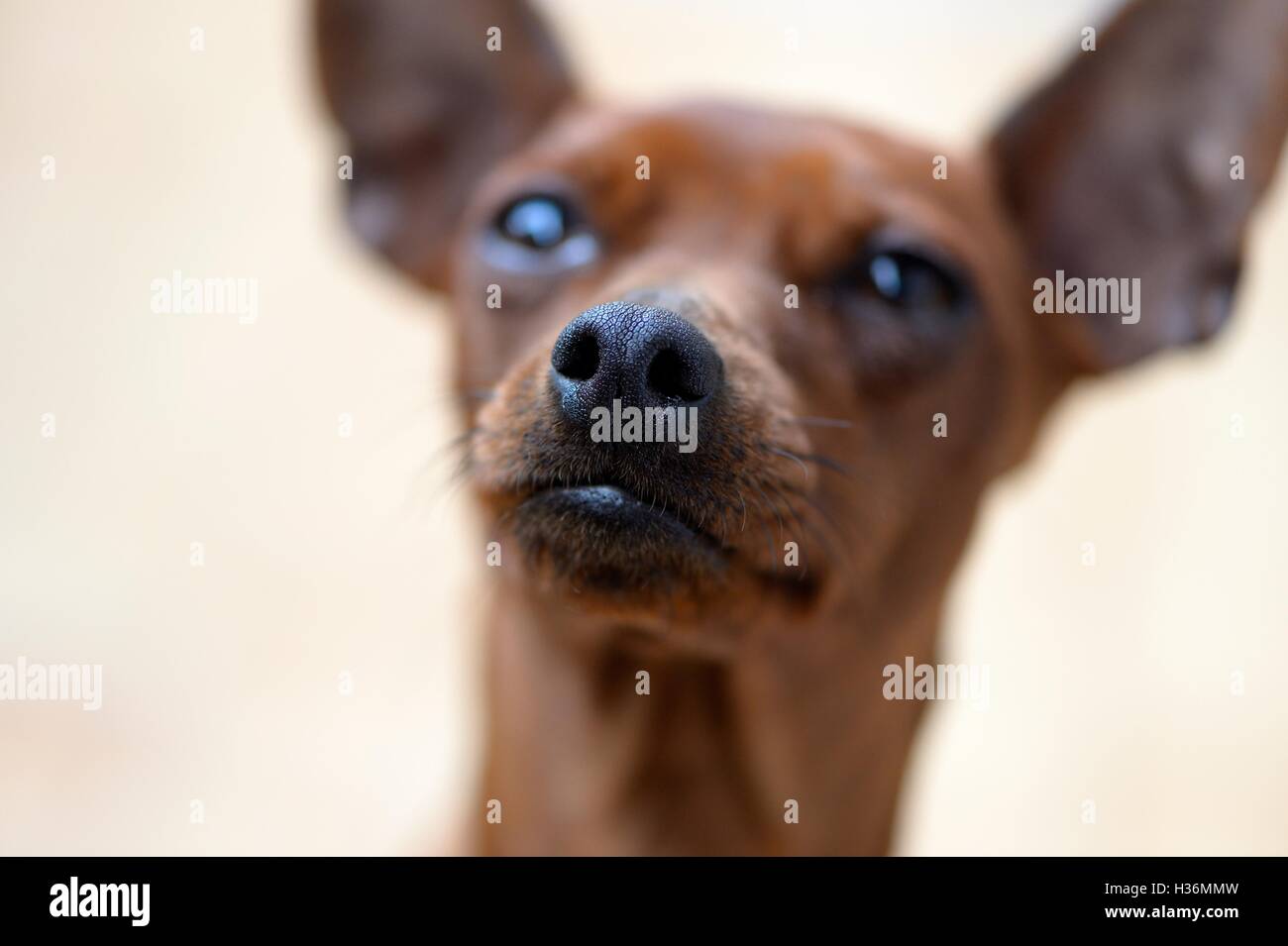 pincher dog breed Stock Photo