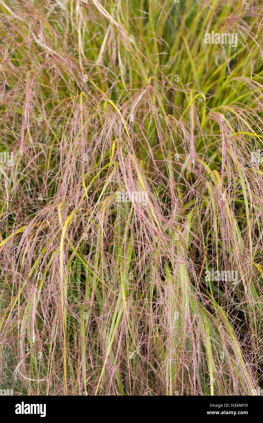 Anemanthele lessoniana. Gossamer grass. Stock Photo