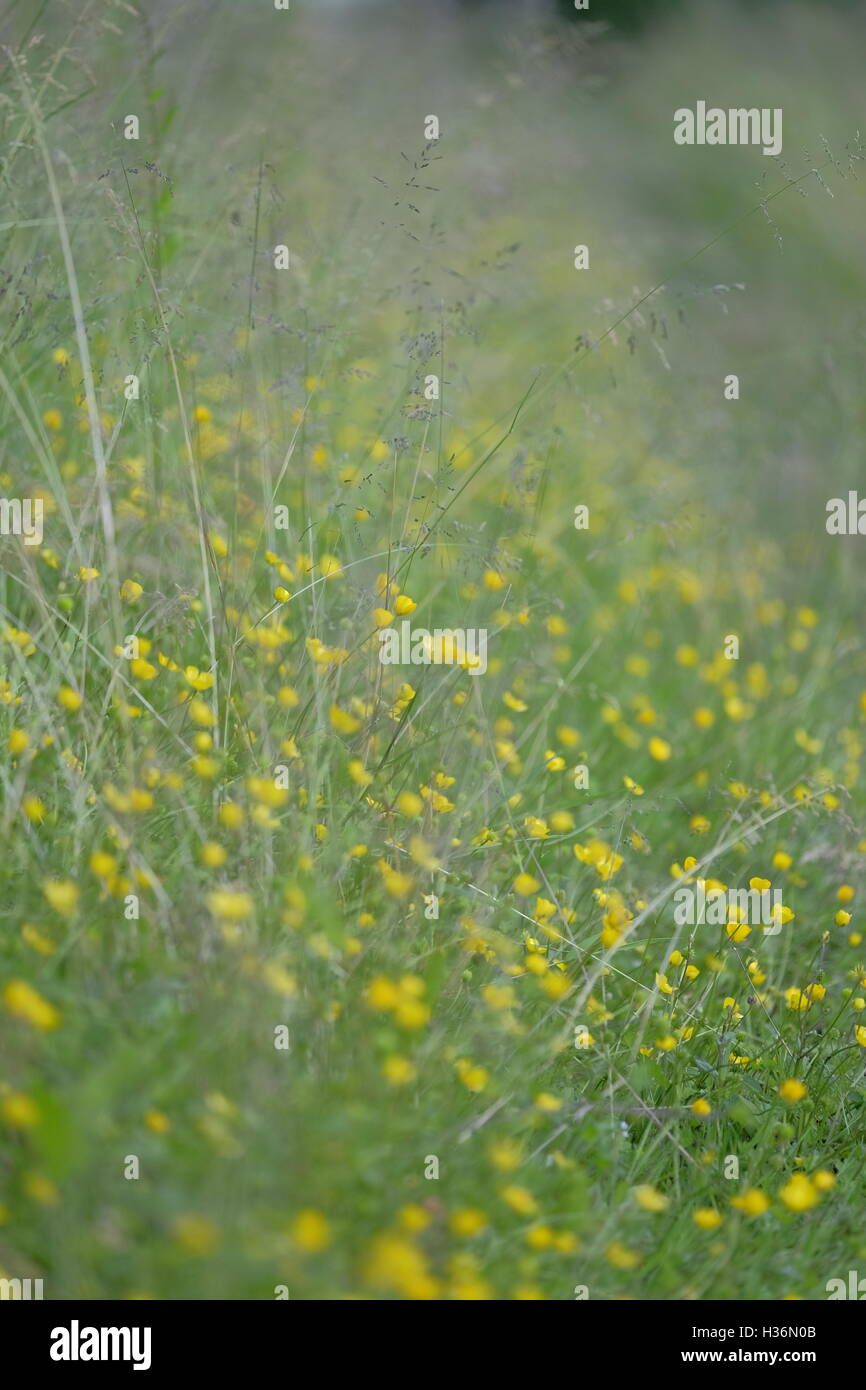 A field hedgerow with buttercups (or similar yellow flowers) and grass