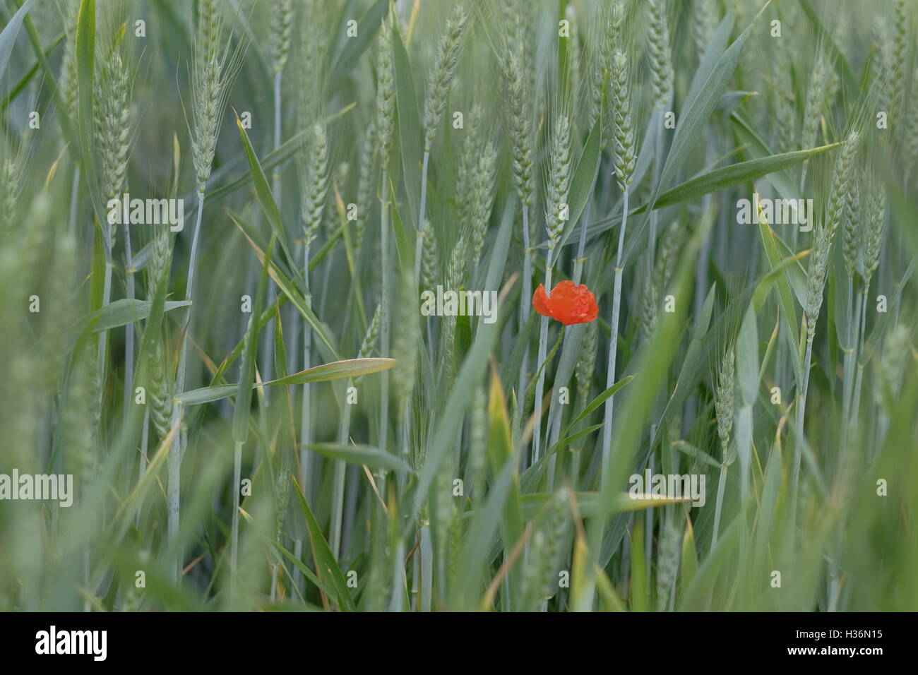 One poppy standing in a corn field Stock Photo - Alamy