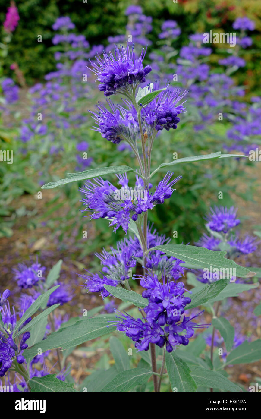 Blue flowers of flowering garden shrub Caryopteris x clandonensis in autumn. Stock Photo