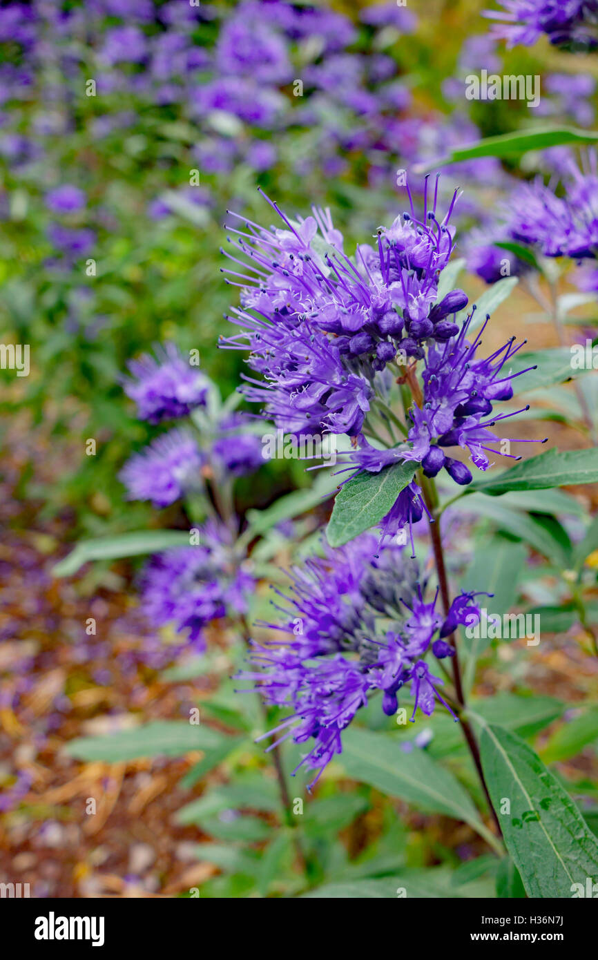 Blue flowers of flowering garden shrub Caryopteris x clandonensis in autumn. Stock Photo
