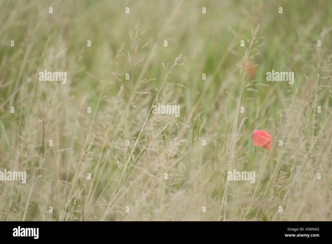 One poppy standing in a grass meadow Stock Photo - Alamy